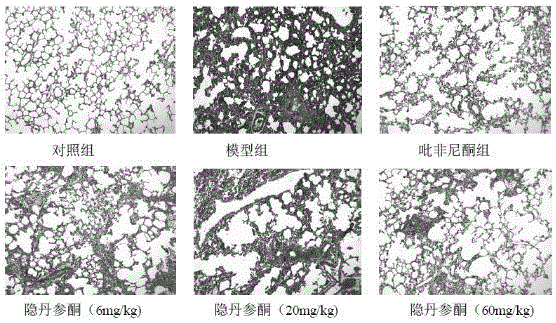 用于防治肺纖維化的隱丹參酮類及其應(yīng)用的制作方法與工藝