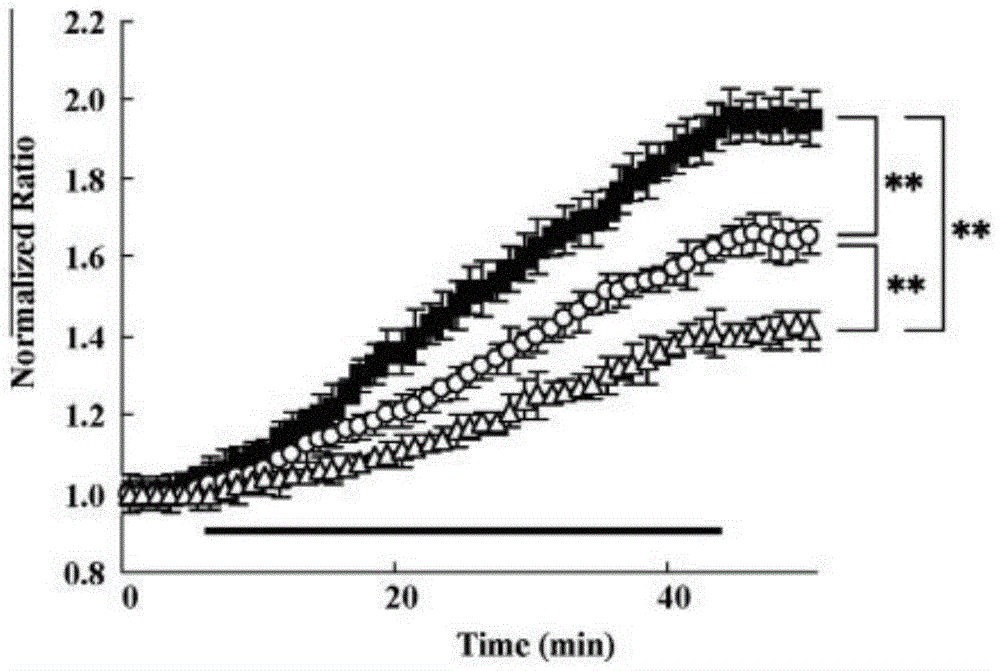 降低钙离子增加的速率影响CaV2.1突变型小鼠模型中半影神经元降低细胞死亡的程度的制作方法与工艺