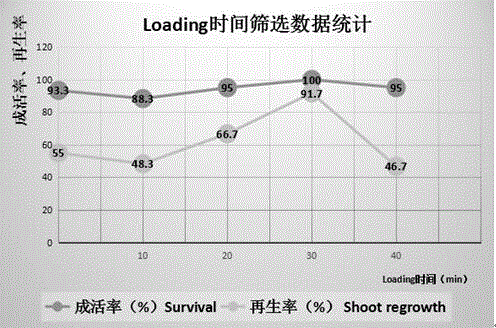 越橘植物種質的超低溫保存方法與流程