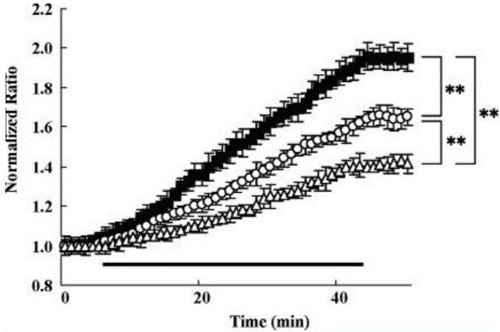 Rolling Nagoya和Leaner mice突變小鼠模型大腦內(nèi)CaV2.1α1突變基因表達(dá)檢測(cè)方法的建立與流程