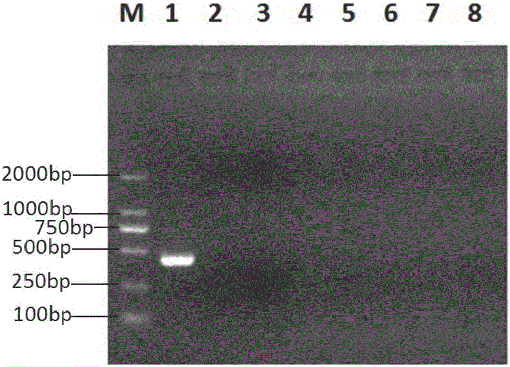 一种猪非典型瘟病毒RT‑PCR检测特异性引物、试剂盒及检测方法与流程