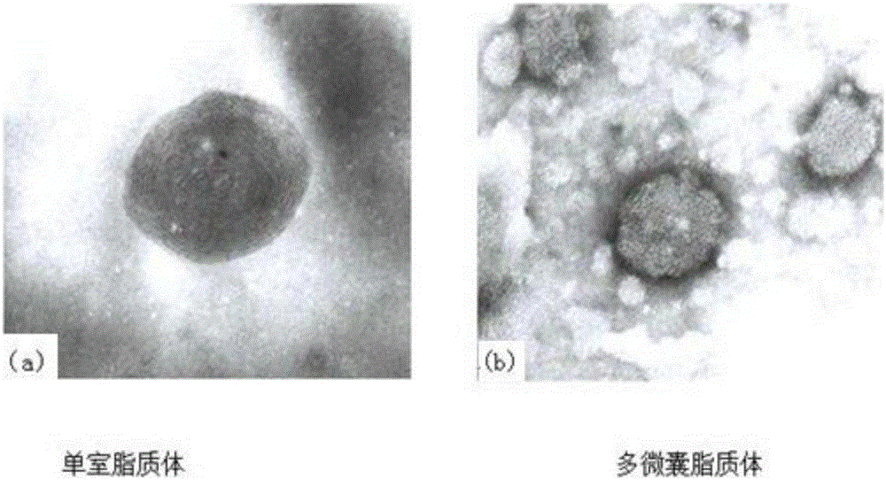 一種復(fù)合維生素營養(yǎng)霜及其脂質(zhì)體包覆物的制備方法與流程