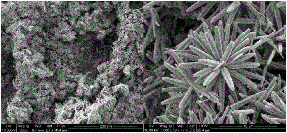 超疏水?超親油纖維素海綿、其制備方法與應(yīng)用與流程