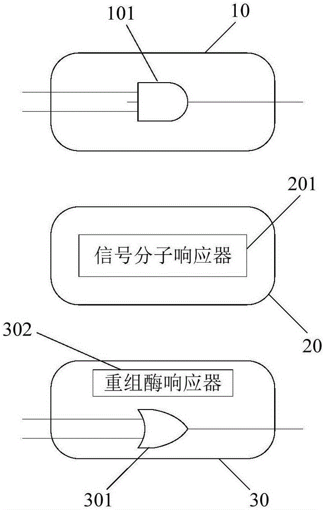 細(xì)菌細(xì)胞運(yùn)算器以及細(xì)胞計(jì)算機(jī)的制作方法與工藝