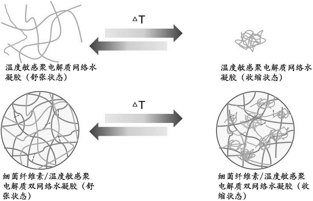 具有温度响应细菌纳米纤维素复合材料及其制备方法和应用与流程