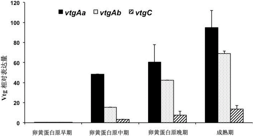 彈涂魚(yú)多型卵黃蛋白原Vtg基因全長(zhǎng)序列及其克隆方法與流程