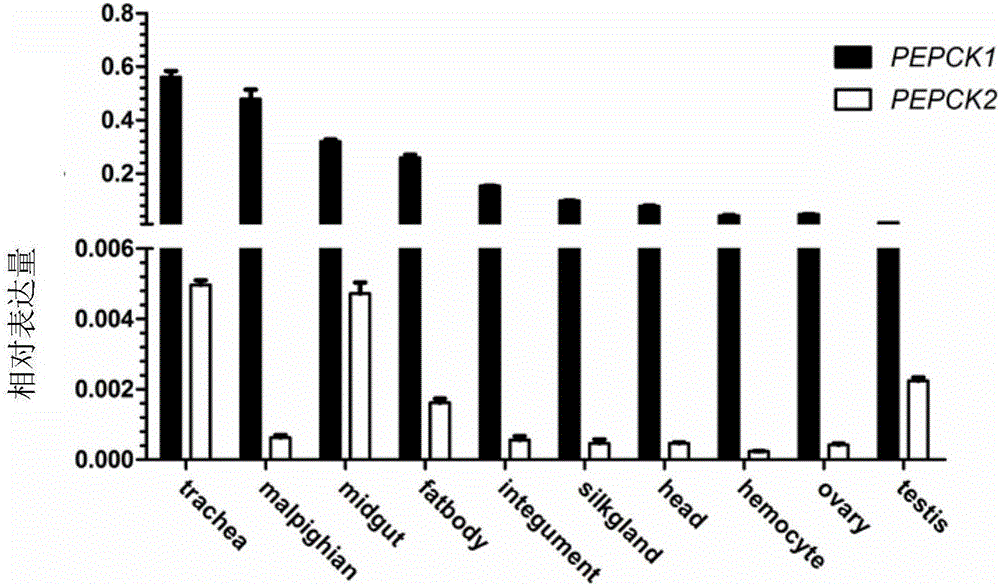 家蚕BmPEPCK‑2基因及其应用的制作方法与工艺