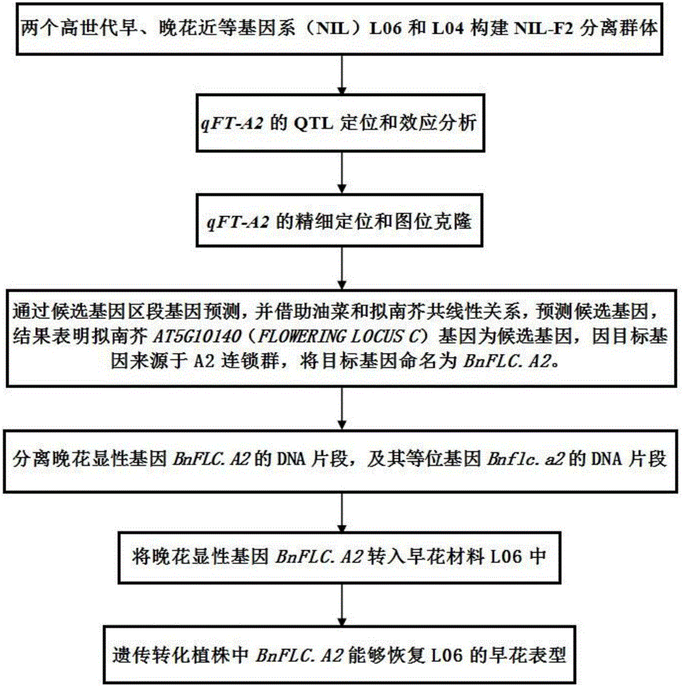 甘藍(lán)型油菜開花期基因BnFLC.A2和Bnflc.a2的克隆及應(yīng)用的制作方法與工藝