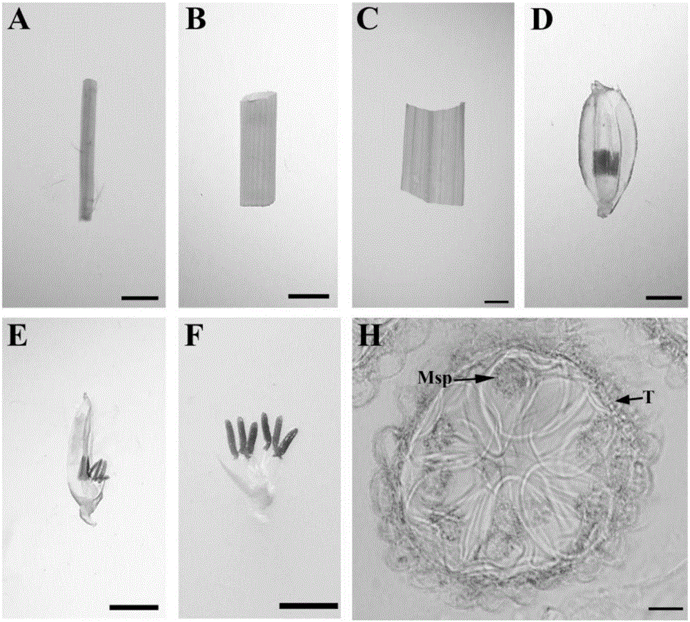 一种水稻雄性育性调控基因OsSTRL2及其应用的制作方法与工艺