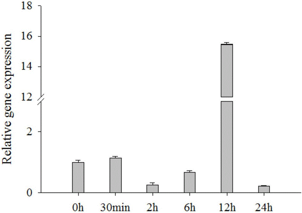 谷子抗逆基因SiRLK35及编码蛋白与应用的制作方法与工艺