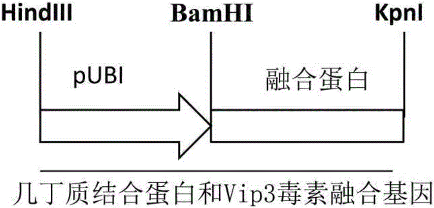 一种抗虫融合基因、编码蛋白及其应用的制作方法与工艺