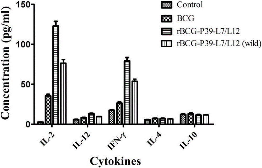 表达羊种布氏菌P39和L7/L12融合基因的rBCG及其构建方法与流程
