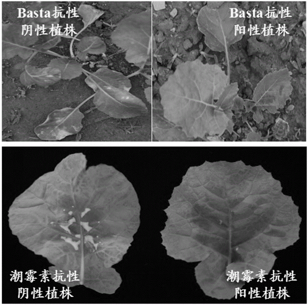 一種多基因疊加共轉(zhuǎn)化提高油菜綜合抗逆性的方法與流程