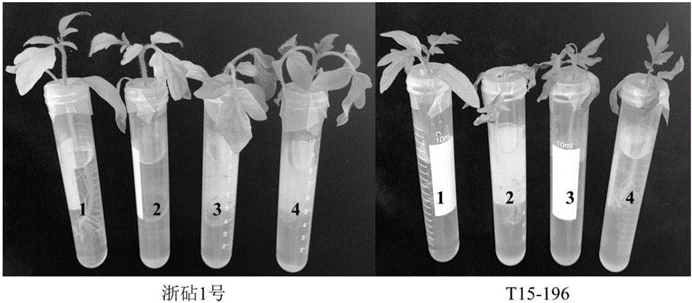 苗期水培接种快速鉴定番茄颈腐根腐病抗性植株的方法与流程