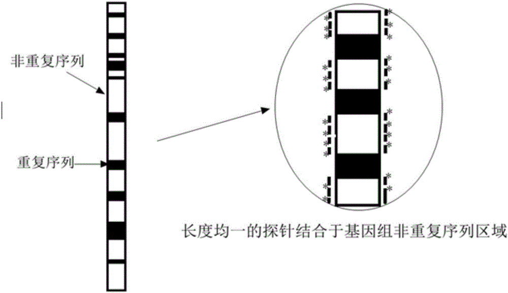 一种低成本的AML1‑ETO融合基因快速检测探针及其制备方法和应用与流程