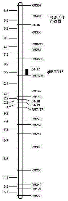 4号染色体上与水稻黑条矮缩病抗性QTL紧密连锁的SSR标记及其应用的制作方法与工艺