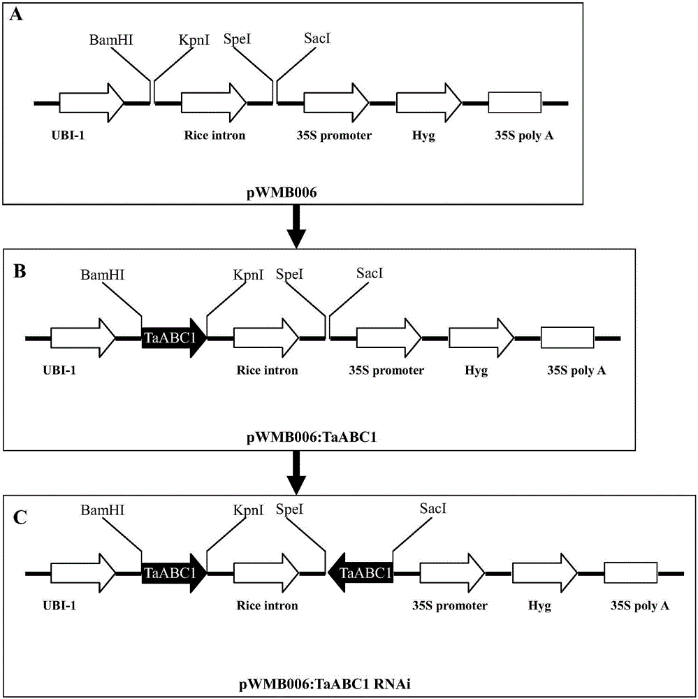 一个具ABC1‑like kinase结构域的基因TaABC1‑2及其应用的制作方法与工艺