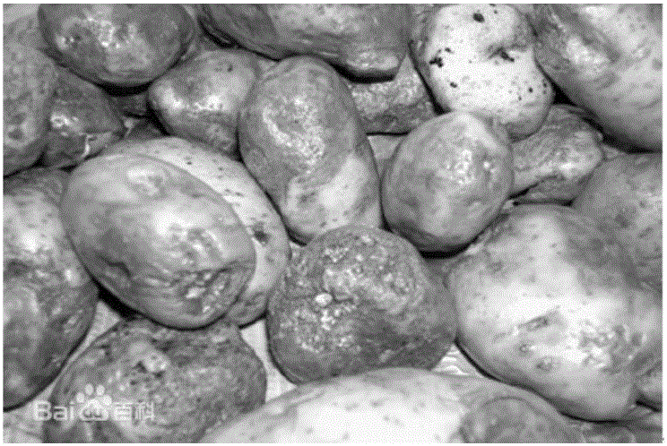 一種馬鈴薯晚疫病的快速檢測(cè)方法與流程