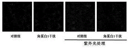 一种基于角蛋白自荧光作为预测检测肿瘤的生物标志物的检测方法及其应用与流程