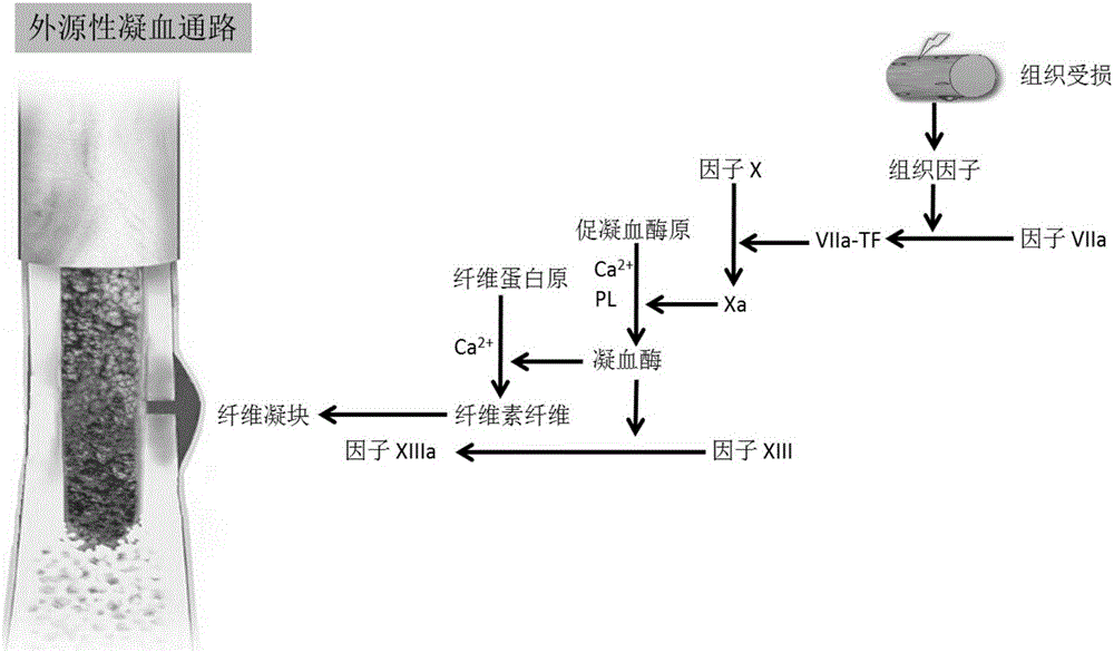 一種篩選用于促進(jìn)骨愈合的藥物的方法與流程