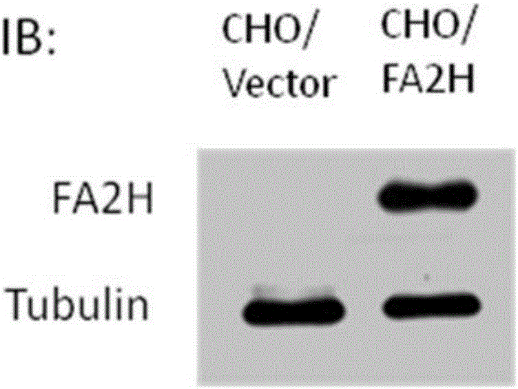 一种活细胞内蛋白质棕榈酰化率的变化率的测定方法与流程