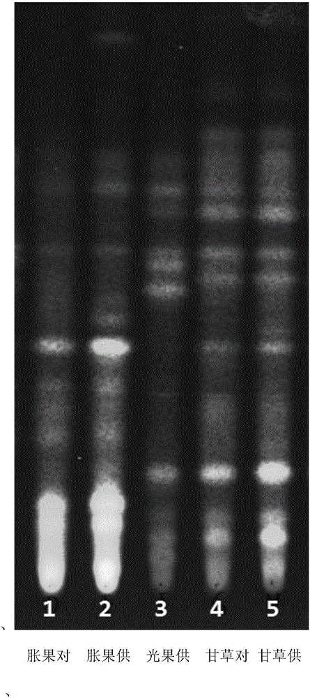 简易快速鉴别甘草,胀果甘草和光果甘草的薄层色谱法的
