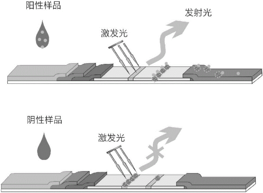 一种检测小分子物质的银纳米粒子消光免疫层析试纸条