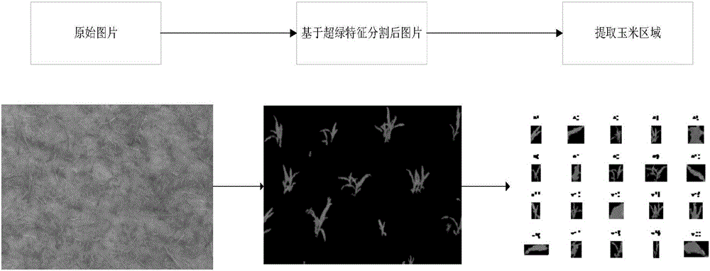 基于支持向量數(shù)據(jù)描述的田間玉米植株識(shí)別方法與流程