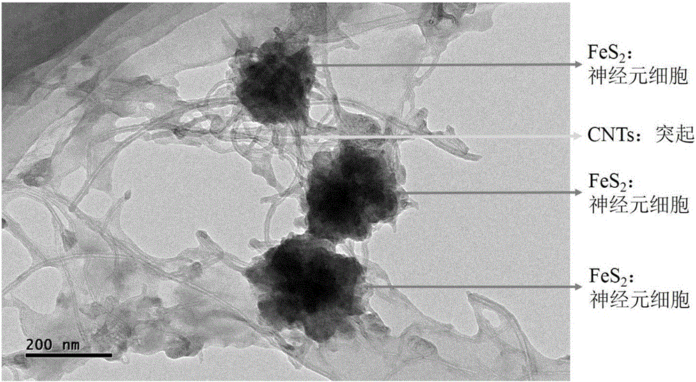 一種神經(jīng)網(wǎng)絡(luò)結(jié)構(gòu)的二硫化鐵/碳納米管復(fù)合材料及其制備方法與流程
