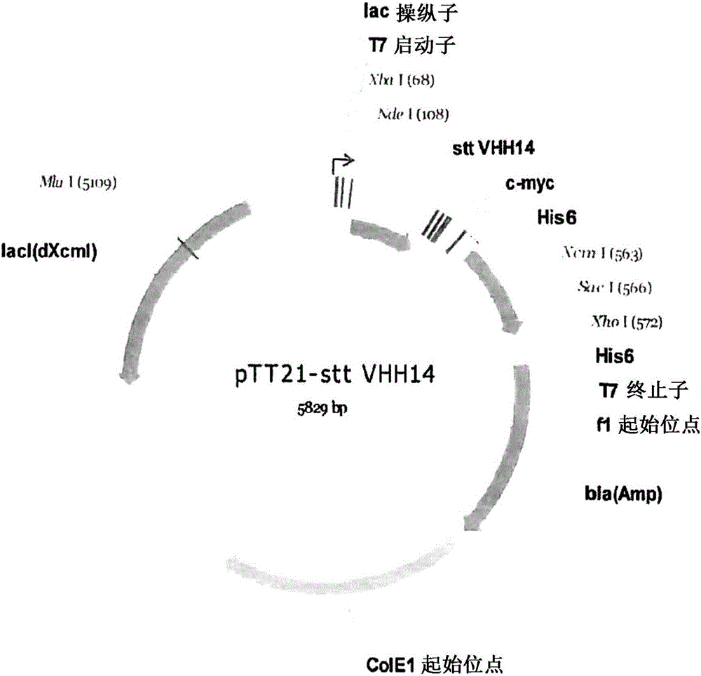 針對細(xì)胞內(nèi)抗原的單域抗體的制作方法與工藝