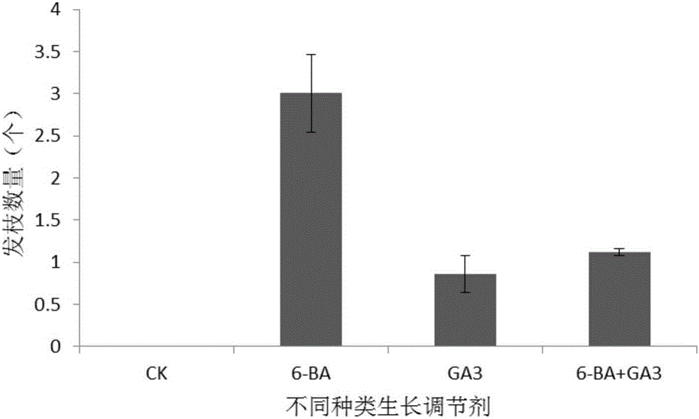 一种促进油用牡丹幼苗侧枝发育的方法与流程