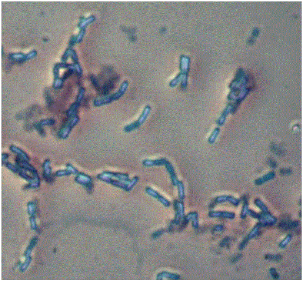 一种Bacillus amyloliquefaciens MBRC1菌株及其应用的制作方法与工艺