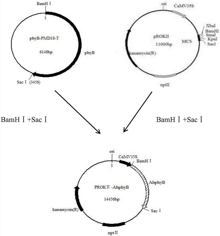 花生光敏色素AhphyB及其表達(dá)基因與應(yīng)用的制作方法與工藝