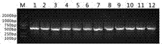 一種針對(duì)PI3K的納米抗體及其臨床應(yīng)用的制作方法與工藝