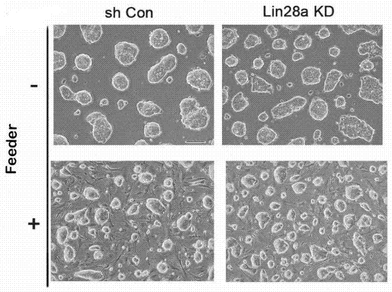 一种维持小鼠胚胎干细胞Naive状态的低表达Lin28的小鼠胚胎干细胞的制作方法与工艺
