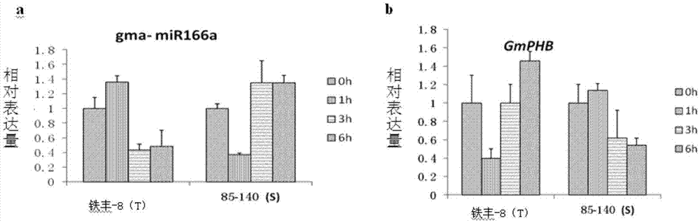 gma-miR166a及其相關(guān)生物材料在調(diào)控植物抗鹽性中的應(yīng)用的制作方法與工藝