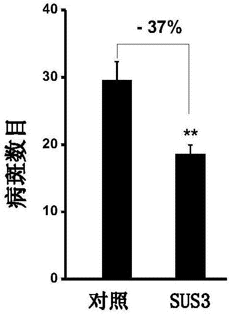 利用蔗糖合酶提高水稻稻瘟病抗性的方法與流程