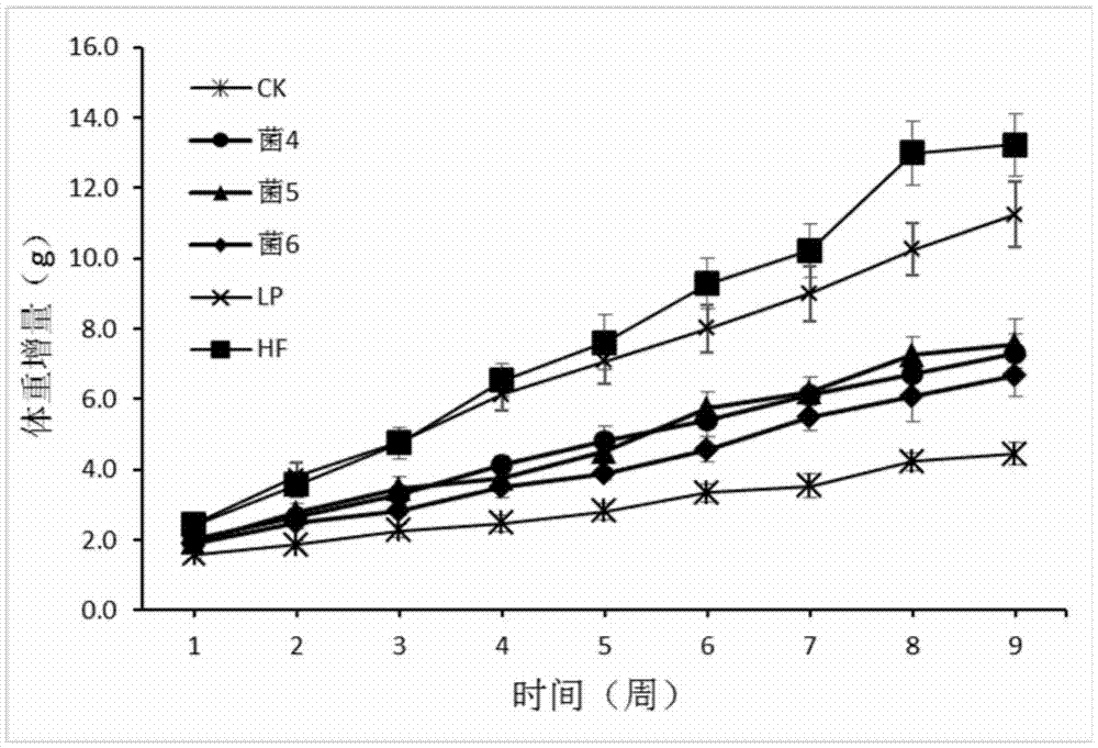 拟杆菌(Bacteroides)在治疗和预防肥胖相关疾病中的应用的制作方法与工艺