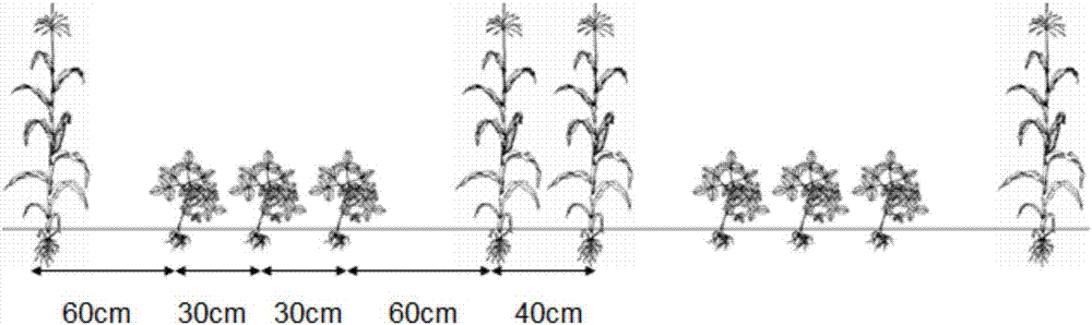 一種玉米大豆間作化學除草方法與流程