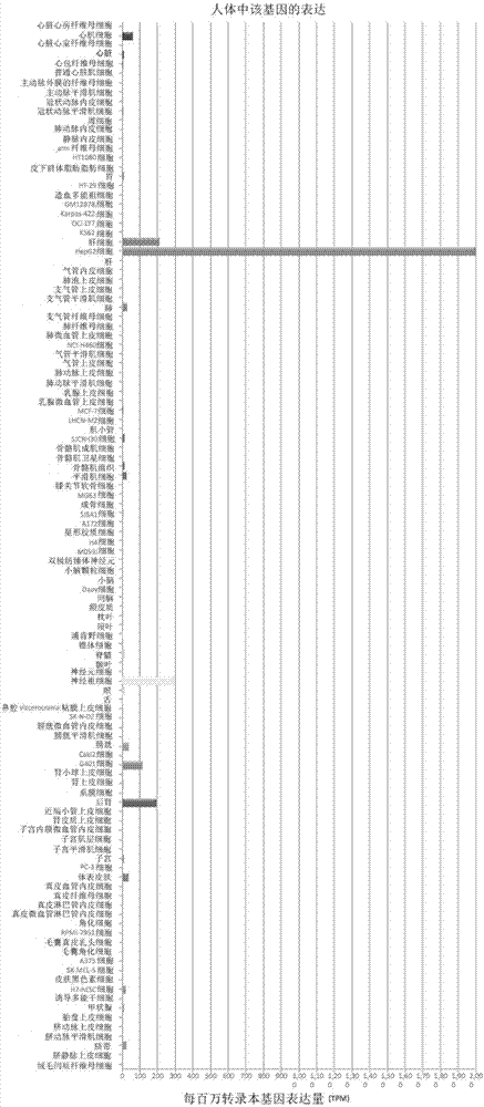 抗原肽RACGAP1‑1和RACGAP1‑2在制备治疗肝癌药物中的应用的制作方法与工艺