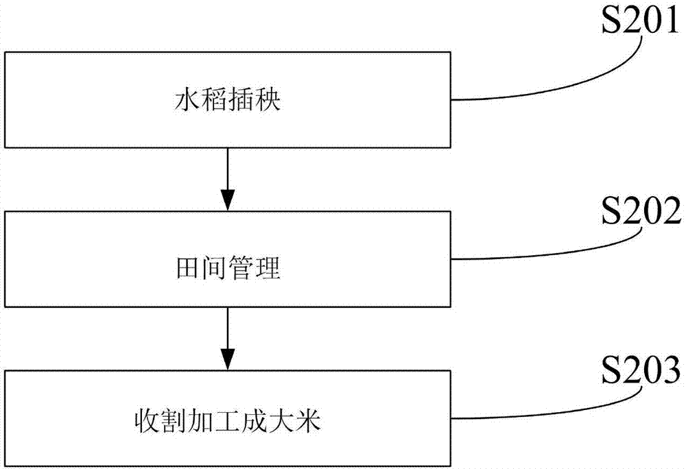 一种乳牙胎米发酵工艺的制作方法与工艺