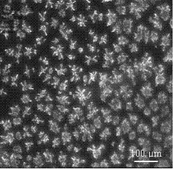 一种基于溶液加工的均匀离散型绒球状红荧烯晶体生长的方法与流程
