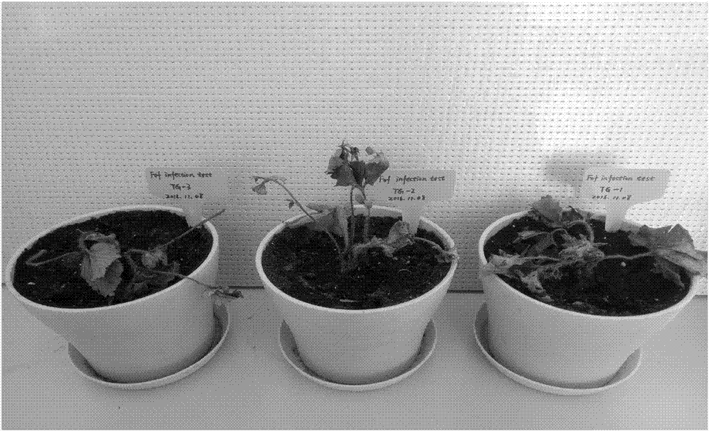 草莓專用抗枯萎病生物有機(jī)肥的制備方法與流程