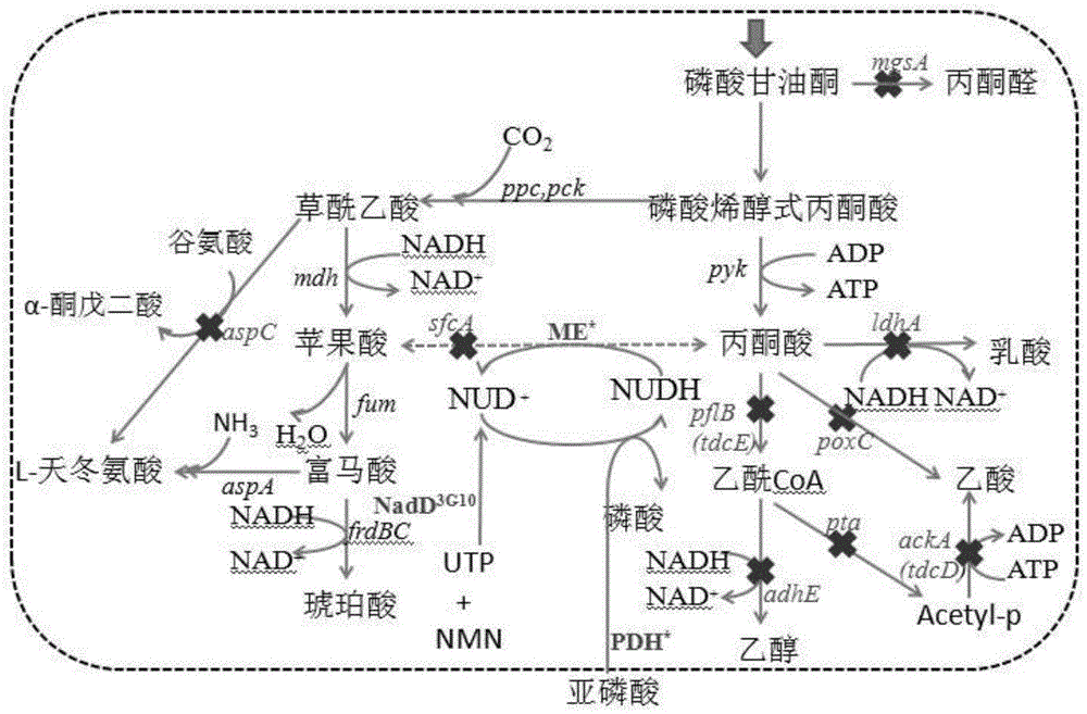 酶促合成煙酰胺尿嘧啶二核苷酸的方法與流程