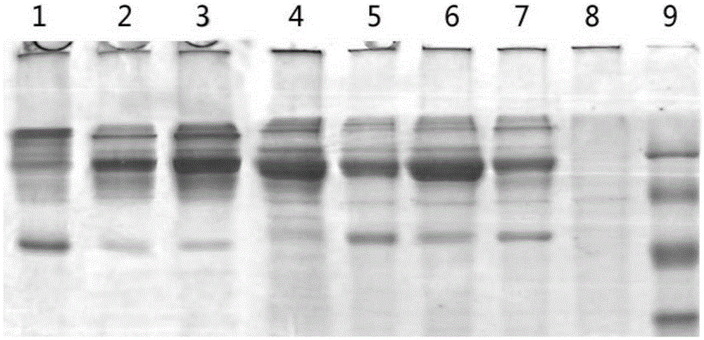 基于CH3結(jié)構(gòu)域的異二聚體分子、其制備方法及用途與流程