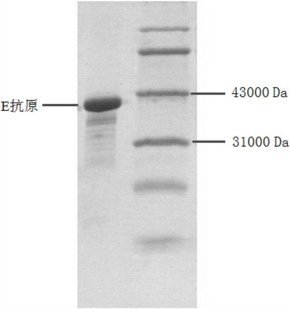 一种寨卡病毒E抗原及其在检测抗寨卡病毒抗体中的应用的制作方法与工艺