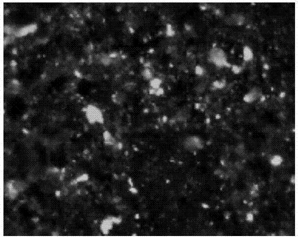 一种荧光显微图像二值化的自适应阈值方法与流程