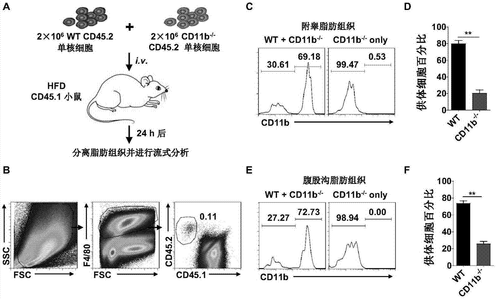 CD11b抑制劑及其應(yīng)用的制作方法與工藝