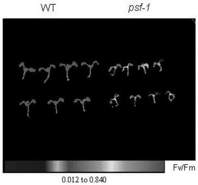 一種與植物光合作用相關的PSF蛋白及其編碼基因和應用的制作方法與工藝