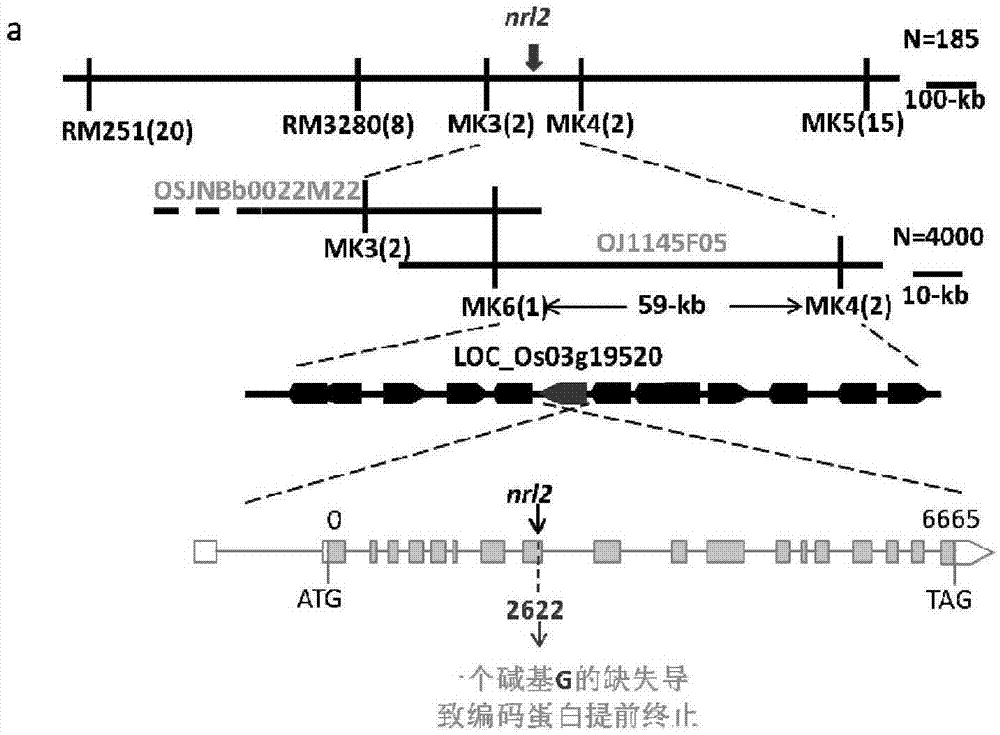 植物表型相關(guān)蛋白NRL2及其編碼基因與應(yīng)用的制作方法與工藝